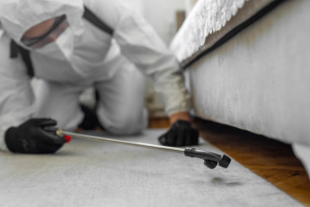 Professional Bed Bug Control technician working in Blanco, TX
